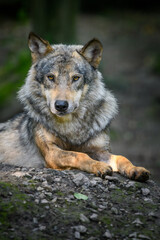 Naklejka na ściany i meble Gray wolf, Canis lupus, in the summer light, in the forest