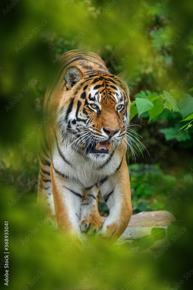 Canvas Prints Tiger, wild animal in the natural habitat