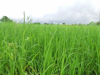 Fototapeta na wymiar Rice green leaf natural background.
