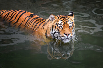 Fototapeta na wymiar Close Tiger swimming in water pond