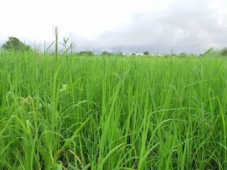 Rice green leaf natural background.