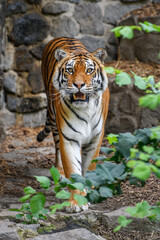 Fototapeta na wymiar Tiger, wild animal in the natural habitat