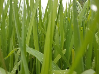 green grass with dew drops