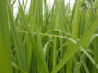 green grass with dew drops