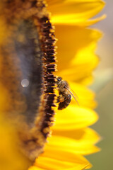 bee bees on flower collecting honey in summer season macro photography