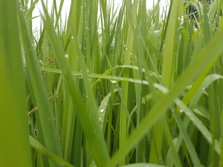 green grass with dew drops