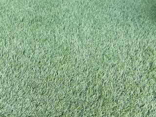 green grass background