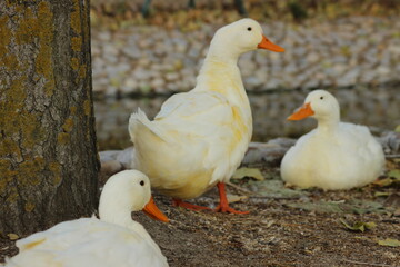 two white ducks