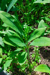 Green leaves of the edible wild plant wild garlic.Ramsons, wild garlic, Siberian onion