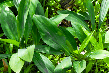 Green leaves of the edible wild plant wild garlic.Ramsons, wild garlic, Siberian onion