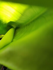 green leaves background