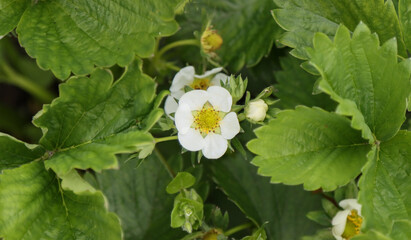 Blooming strawberry plant.