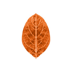 Hand painted autumn leaf. Botanical illustration of fall foliage. Orange single leaf isolated on white. Floral element for packaging, label, logo, decoration design.