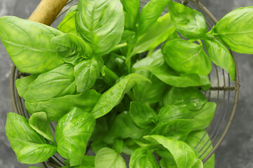 Fresh basil in basket on grey background, closeup