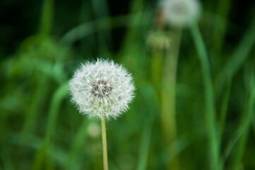 dandelion on green background