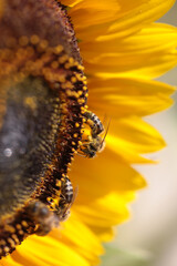 bee bees on flower collecting honey in summer season macro photography