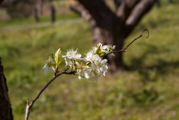 サクラの中には華やかではなく、ひっそりと咲くものがあり風情があります