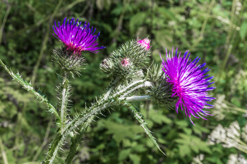 Thistle bushes on the edge of the forest