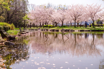池のほとりに咲く満開の桜