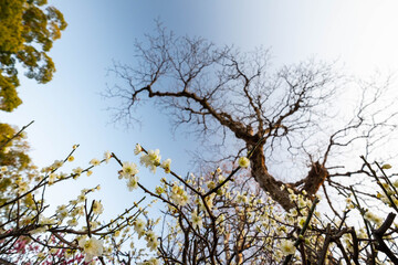 青空と巨木と梅の花