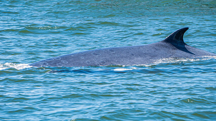 Fototapeta premium Take a photo of Bruda whale at the sea , Thailand.