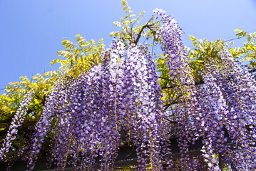 まるでブドウの房のよう「藤の花」