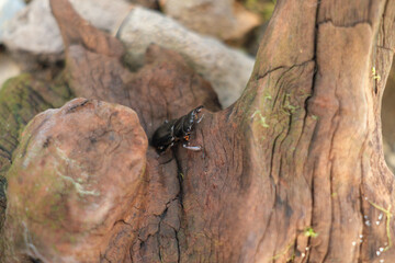 木の間にいるコクワガタ