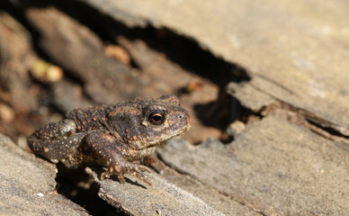 A cute tiny baby Common Toad, Bufo bufo, hunting for food at the edge of woodland.