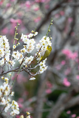 白梅の蜜を吸うメジロ