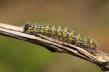 A pretty Buff-tip Moth Caterpillar, Phalera bucephala, walking along  a twig in woodland.