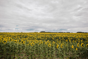 large field with yellow sunflowers