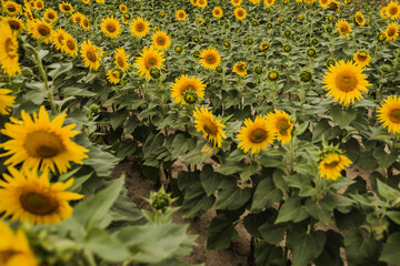 large field with yellow sunflowers