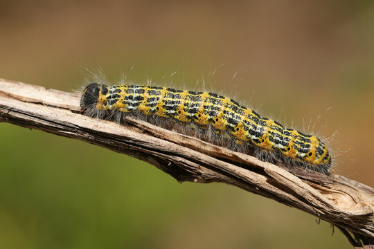 A pretty Buff-tip Moth Caterpillar, Phalera bucephala, walking along  a twig in woodland.