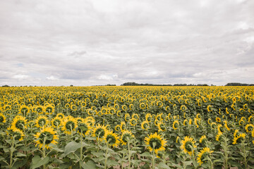 Fototapeta premium large field with yellow sunflowers