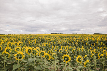 large field with yellow sunflowers