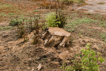 stump from a cut tree in the forest