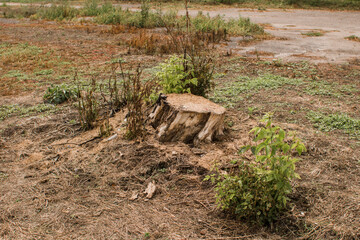 stump from a cut tree in the forest