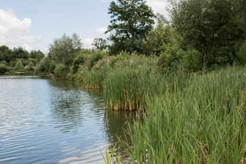 small lake in a village in a meadow