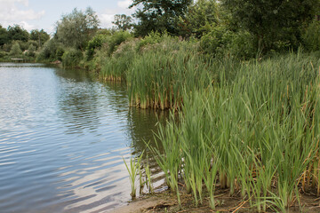 small lake in a village in a meadow