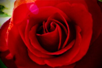 red rose with water drops, close-up