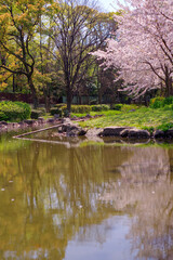 Fototapeta na wymiar 大阪桜ノ宮・池のほとりに咲く桜