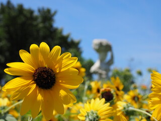 ひまわりと青空