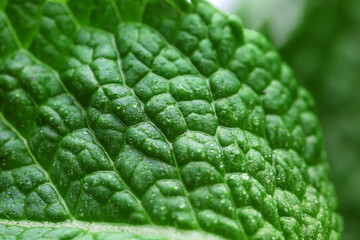 Fresh green mint, closeup view