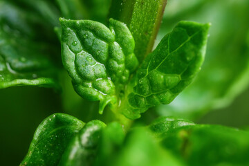 Fresh green mint, closeup view