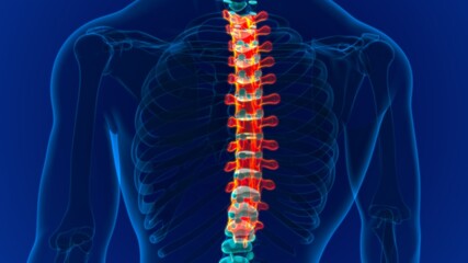 Human Skeleton Vertebral Column Thoracic Vertebrae Anatomy © mybox