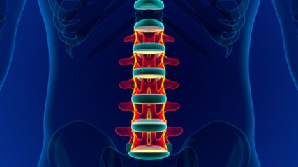 Human Skeleton Vertebral Column Lumbar Vertebrae Anatomy © mybox