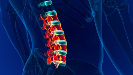 Human Skeleton Vertebral Column Lumbar Vertebrae Anatomy © mybox