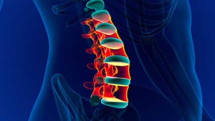 Human Skeleton Vertebral Column Lumbar Vertebrae Anatomy © mybox