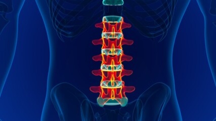 Human Skeleton Vertebral Column Lumbar Vertebrae Anatomy © mybox