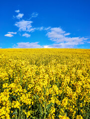 Yellow rape field with blue sky and white clouds.